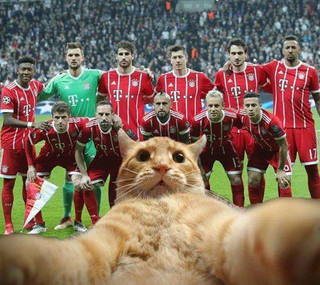 bayern_cat