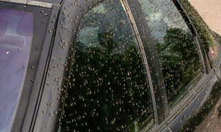 Σμήνη κουνουπιών τρομοκρατούν περιοχή της Ρωσίας