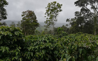 SambaCafe_Ecuador