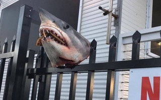 Παλούκωσαν κεφάλι καρχαρία σε φράχτη και του έβαλαν στο στόμα… πίτσα
