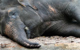 Κατακραυγή στην Ινδία: Νεκρή έγκυος ελεφαντίνα που έφαγε ανανά με κροτίδα