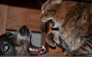 catdog5