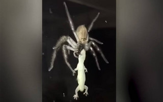 Αράχνη τρώει σαύρα δίπλα σε οικογένεια που τρώει το φαγητό της