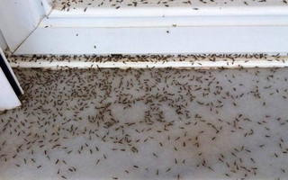 Πέπλα αράχνης και κουνούπια μέσα στα σπίτια στο Αιτωλικό