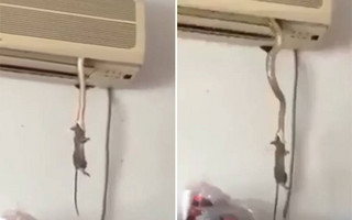 Σκηνή άγριας φύσης με φίδι και ποντίκι εκτυλίχθηκε μέσα σε… κλιματιστικό