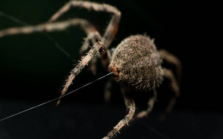 Να γιατί είναι τόσο ισχυρό το μετάξι της αράχνης