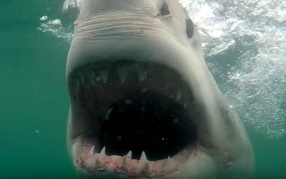 Κάμερα καταγράφει στενές επαφές με καρχαρίες