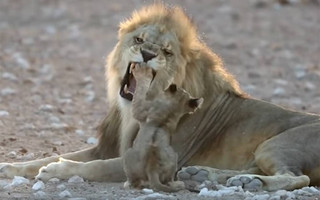 Καθόλου δεν φοβάται το λιονταράκι τον… τρομακτικό πατέρα του