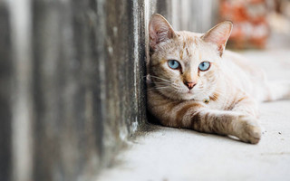 Meow Talk: Η εφαρμογή που βοηθά τους φίλους της γάτας να καταλάβουν τι&#8230; λέει