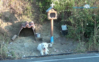 Ο «Χάτσικο» της Ναυπάκτου: Σκύλος ζει δίπλα στο εικόνισμα του νεκρού αφεντικού του