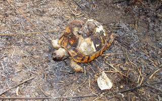 Φωτιά στην Αλυκή Πιερίας: Μεγάλες καταστροφές και νεκρά ζώα