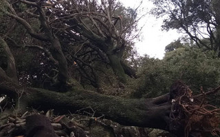 Κέρκυρα: Ο ισχυρός αέρας έριξε δέντρα και σήκωσε σκεπές από στάνες
