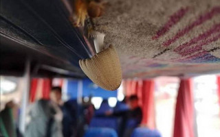 Φύτρωσε… μανιτάρι από τη μούχλα σε λεωφορείο που μεταφέρει μαθητές στην Κύπρο