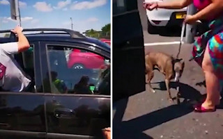 Έσπασαν το παράθυρο ενός αυτοκινήτου για να βγάλουν από μέσα έναν σκύλο που έσκαγε από τη ζέστη