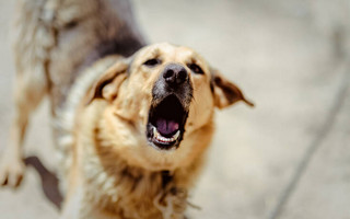 Ληστεία υπό την απειλή&#8230; σκύλου στη Θεσσαλονίκη