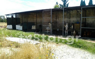 Σκυλιά κλεισμένα σε κλουβιά με ζέστη στην Ερέτρια