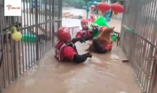 Μάχη των πυροσβεστών για να σώσουν σκυλάκια από τα λασπόνερα στην Κίνα