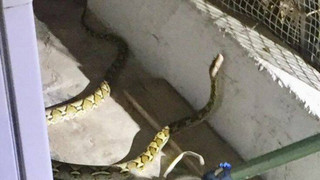 Γύρισαν στο σπίτι τους και βρήκαν ένα φίδι 2 μέτρων στο μπαλκόνι τους