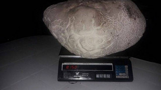 Άργος Ορεστικόν: Κάτοικος ανακάλυψε σπάνιο μανιτάρι γίγας, 8 κιλών