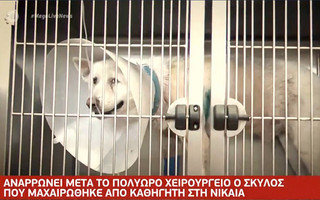 Βίντεο από την κτηνωδία στη Νίκαια: Οι στιγμές μετά την επίθεση στον σκύλο με σουγιά