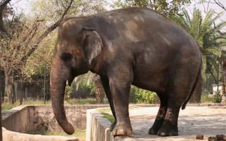 Η Σερ έφτασε μέχρι το Πακιστάν για να βρεθεί στο πλευρό ενός κακοποιημένου ελέφαντα
