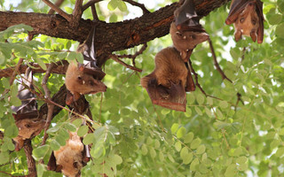Οι νυχτερίδες κρατούν αποστάσεις ασφαλείας όταν είναι άρρωστες