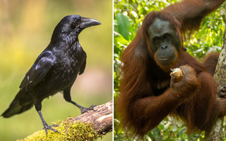 Τα κοράκια είναι εξίσου έξυπνα με τους χιμπατζήδες και τους ουραγκοτάγκους