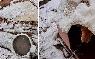 Σοκαριστικές εικόνες στην Κυψέλη: Αλυσοδεμένο κουτάβι στα χιόνια