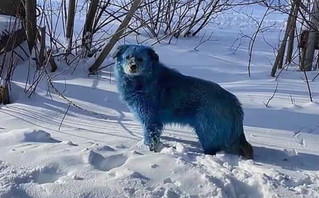 Οι φωτογραφίες με τους μπλε σκύλους στη Ρωσία και η έρευνα των Αρχών για το παράξενο περιστατικό