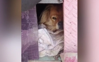 Εικόνες που δεν αφήνουν κανέναν ασυγκίνητο: Πιστός σκύλος περιμένει εδώ και 5 χρόνια τον νεκρό ιδιοκτήτη του