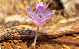 Colchicum autumnale: Το φυτό που παράγει κολχικίνη και καλλιεργείται και στην Ελλάδα