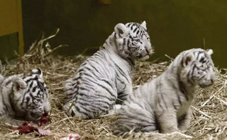 Πακιστάν: Δύο μωρά λευκά τιγράκια πέθαναν σε ζωολογικό πάρκο πιθανότατα από Covid-19