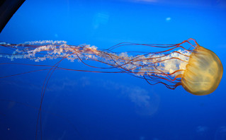 Το πιο δηλητηριώδες τσίμπημα στον κόσμο: Μέδουσα προκάλεσε τον θάνατο εφήβου &#8211; Τα φονικά πλοκάμια της box jellyfish