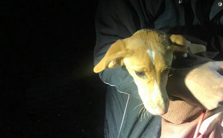 Σκυλάκι έπεσε σε πηγάδι 13 μέτρων σε χωριό της Κοζάνης