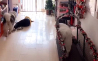 Συγκινητικό βίντεο: Γυναίκα λιποθυμάει, ο σκύλος ανοίγει την πόρτα και καλεί βοήθεια