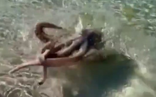 Θυμωμένο χταπόδι «μαστίγωσε» άνδρα που έκανε βουτιά στη θάλασσα – Βίντεο με το χτύπημά του