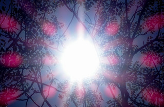 Ήλιος ανάμεσα σε κλαδιά δέντρου