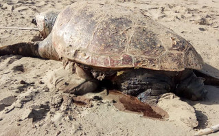 Λούτσα: Χελώνα καρέτα-καρέτα άφησε τα αβγά της σε παραλία της περιοχής