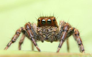 Αυστραλία: Βρέθηκε γιγάντια αράχνη με δόντια ικανά να τρυπήσουν ανθρώπινα νύχια