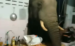 Ελέφαντας πείνασε, γκρέμισε σπίτι και μπήκε στην κουζίνα