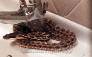 Λάμια: Μπήκε στο μπάνιο και τον περίμενε ένα φίδι στον νιπτήρα