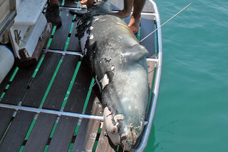Σοκ στην Αλόννησο: Σκότωσαν με ψαροντούφεκο τη φώκια-σύμβολο του νησιού