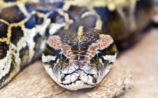 Python in Austria came out of the toilet bowl and bit 65 year old