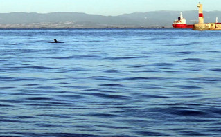 Δελφίνια βγαίνουν βόλτα στην παραλία Θεσσαλονίκης και κάνουν παρέα στους κωπηλάτες