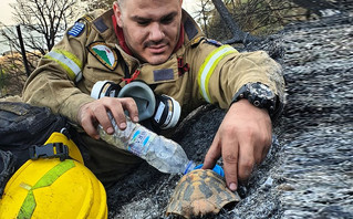 Φωτιά στην Αχαΐα: Viral η φωτογραφία του πυροσβέστη που δίνει νερό σε χελώνα