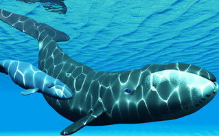 Τοξοκέφαλη φάλαινα