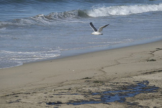 Νεκρά ψάρια και πουλιά από πετρελαιοκηλίδα στις ακτές της Καλιφόρνιας