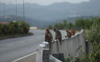Μαϊμούδες στην Ινδία