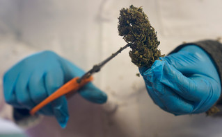 CBD, η ουσία που εξάγεται από την κάνναβη CBD, η ουσία που εξάγεται από την κάνναβη
