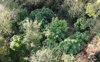 Εντοπίσθηκε φυτεία δενδρυλλίων κάνναβης σε δασώδη περιοχή στον Αυλώνα